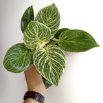 34 Plantas de Interior Variegadas con Hojas de Patrón Hermoso