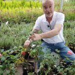 35 Flores Ideales para Cultivar y Crear Hermosos Ramos