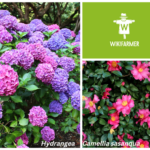 35 flores que prosperan en suelos arenosos