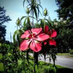 35 Hermosas Plantas Autóctonas para Tu Jardín en Texas