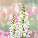 35 Maravillosas Variedades de Boca de Dragón para Tu Jardín