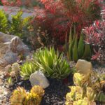 35 Plantas Resilientes Ideales para Jardinería Xeriscape