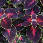 35 Tipos de Cultivares: Variedades Únicas de Coleus