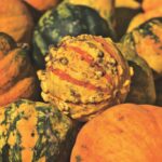 35 variedades de calabaza de invierno que disfrutarás cultivar