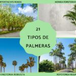 35 Variedades de Palmeras que Prosperan en Florida