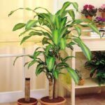 37 Impresionantes Plantas Altas para Espacios Interiores