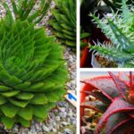 37 Variedades de Aloe con Nombres e Imágenes