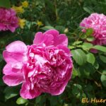 37 Variedades de Peonías Rosadas para Cultivar este Año