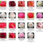41 Fascinantes Variedades de Peonías y sus Cultivares Únicos