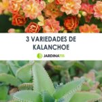 41 Increíbles Variedades de Kalanchoe que te Encantarán