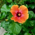 41 Variedades de Hibiscos para Embellecer tu Jardín