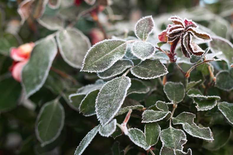 42 Plantas Leñosas Ideales para Propagar en Invierno