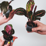 43 Fascinantes Variedades de Plantas Calathea