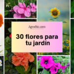 43 Flores de Aroma Inigualable para Cultivar en tu Jardín