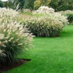45 Hermosas Gramíneas Ornamentales Autóctonas de Estados Unidos