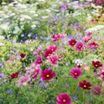 45 Impresionantes Variedades de Cosmos para tus Jardines Florales