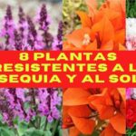 45 Plantas Resistentes a la Sequía para Climas Áridos