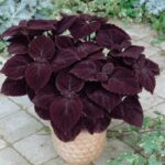 46 Espectaculares Plantas de Hojas Púrpuras para Interior y Exterior