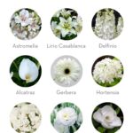 49 Flores Blancas: Lista Completa con Nombres e Imágenes