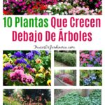 49 Plantas que Prosperan Bajo Casi Cualquier Árbol