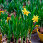 5 Bulbos Primaverales que Deberías Desenterrar Inmediatamente