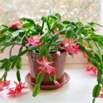5 Consejos Clave para Regar tu Cactus de Navidad Correctamente