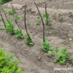 5 Consejos para Cultivar Guisantes en Bancales Elevados