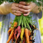 5 Consejos para Cultivar Zanahorias en Camas Elevadas