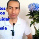 5 Consejos para Prolongar la Frescura de tus Hortensias Cortadas