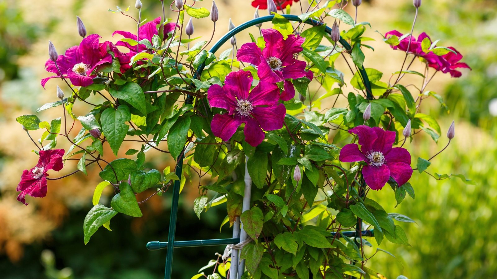 5 Enfermedades Comunes de Clematis y Cómo Tratar Cada Una