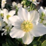 5 Enfermedades Frecuentes del Hellebore: Identificación y Tratamiento