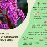 5 Indicadores de que tu hortensia requiere más cuidado invernal