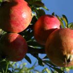 5 Indicadores de que tus granadas están listas para cosechar