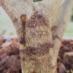5 Métodos para Saber si Tus Árboles están Dormidos o Muertos