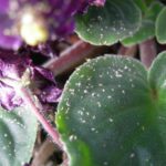 5 Plagas Que Podrían Atacar Tus Violetas Africanas