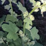 5 Problemas del Cultivo de Malvarrosa: Cómo Identificarlos y Solucionarlos