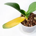5 Señales de Exceso de Luz en tu Orquídea