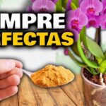 5 Señales de que a tu orquídea le falta luz