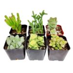 50 Variedades Únicas de Crassula para tu Colección de Suculentas