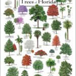 51 Plantas Originarias de Florida: Árboles Flores y Arbustos