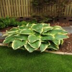 51 Plantas Perennes para Jardines Completamente o Parcialmente Sombríos