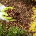 6 Opciones de Mantillo para Jardines Xerófilos