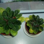 7 Causas de Hojas Amarillas en Tus Violetas Africanas
