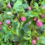7 Causas de la Falta de Floración en tus Helleboros