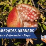 7 Causas de la Falta de Frutas en tu Granado