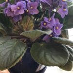 7 Causas de Marchitez y Muerte en tus Violetas Africanas