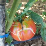 7 Causas del Rajado de tus Tomates en la Planta