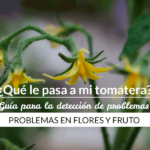 7 Causas por las que tus tomates no dan frutos este año