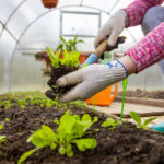7 Claves Esenciales Antes de Comprar un Invernadero