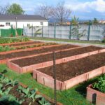 7 Claves para Cultivar Espinacas en Camas Elevadas